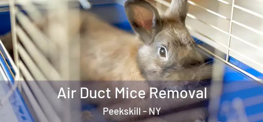  Air Duct Mice Removal Peekskill - NY